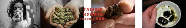 индика Белокуриха