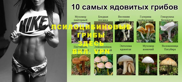 индика Белокуриха